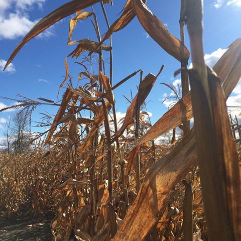 Weekday Visit Pumpkin Festival