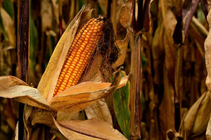 Dried Corn stalks (Per bunch)