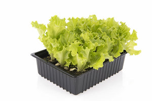 Lettuce (6-pack)