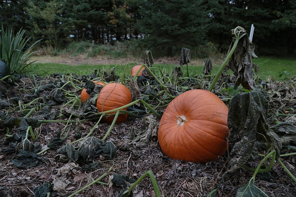 Sunday October 8 (Thanksgiving Weekend)